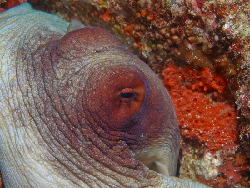 Octopus, Arus Balee